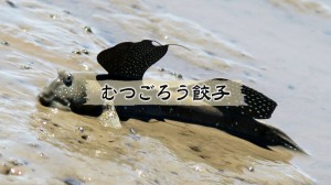 03_ムツゴロウ餃子①