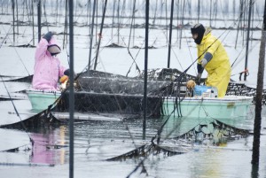 10_海苔漁師さんたちによる海苔の収穫